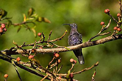 《杀手：血钱》宣布登陆NS和移动端 今年发售